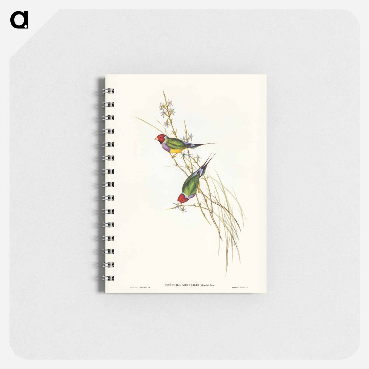 アートメモ帳-Beautiful Grass Finch
- ジョン グールド Memo.