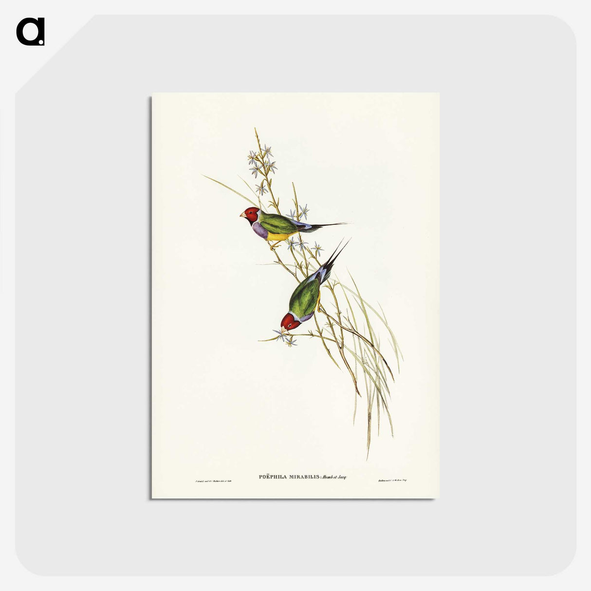 2-71_John-Gould_postcard
