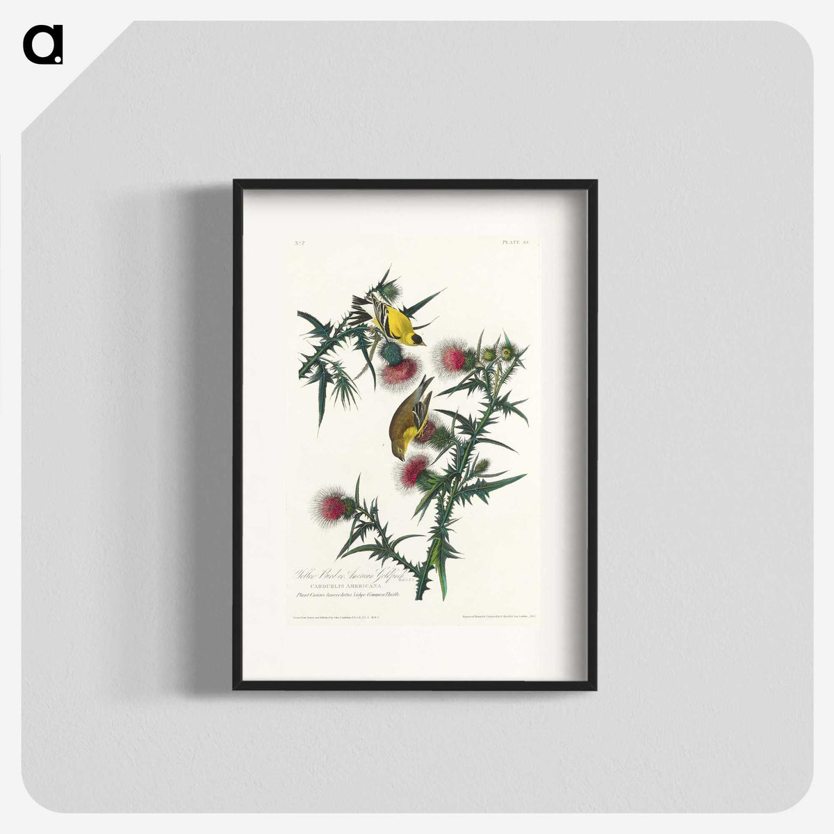 2-71_John-James-Audubon_blk