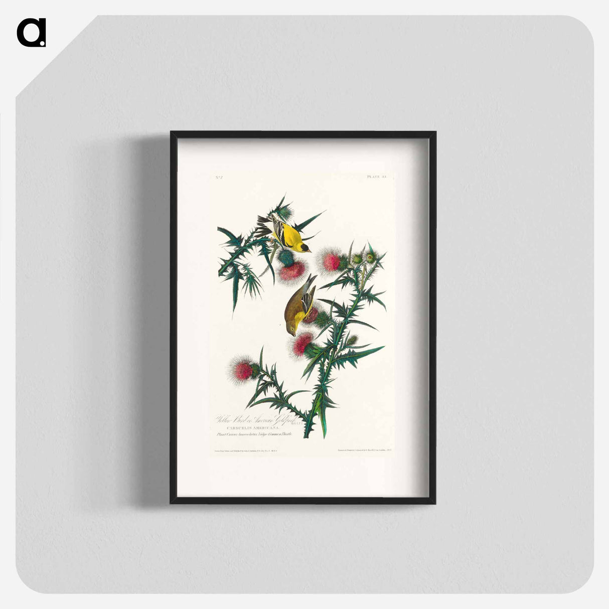アートポスター-American Goldfinch
- ジョン ジェームス オーデュボン Poster.