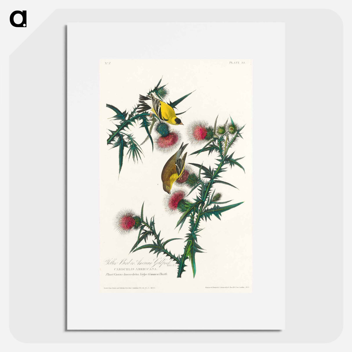 アートポスター-American Goldfinch
- ジョン ジェームス オーデュボン Poster.