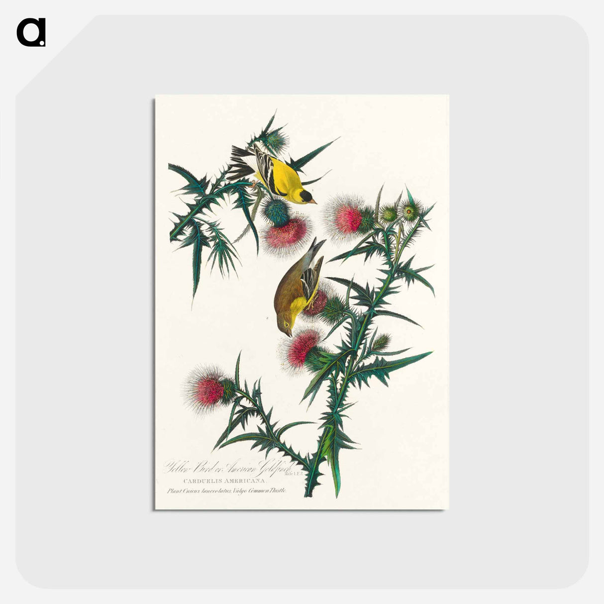 アートポストカード-American Goldfinch
- ジョン ジェームス オーデュボン Postcard.