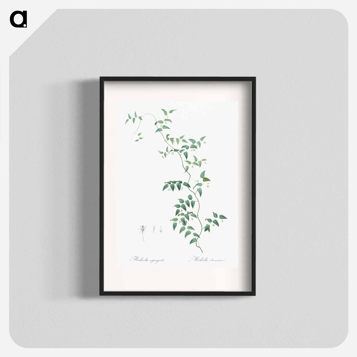 Bridal creeper illustration - Pierre Joseph Redouté Poster.