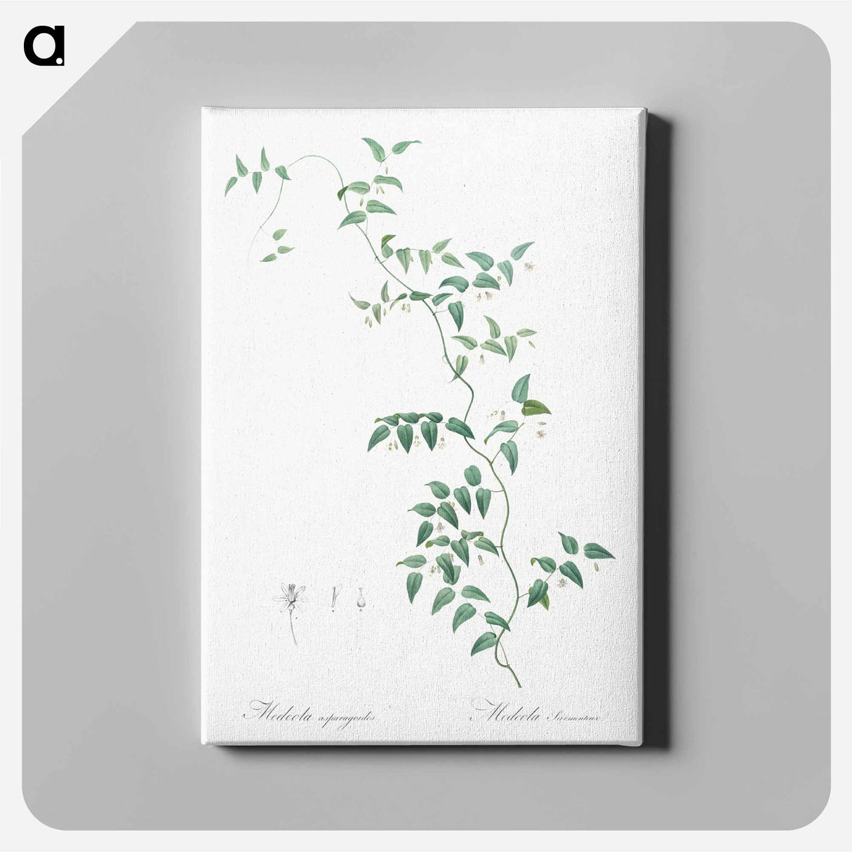 Bridal creeper illustration - Pierre Joseph Redouté Canvas.
