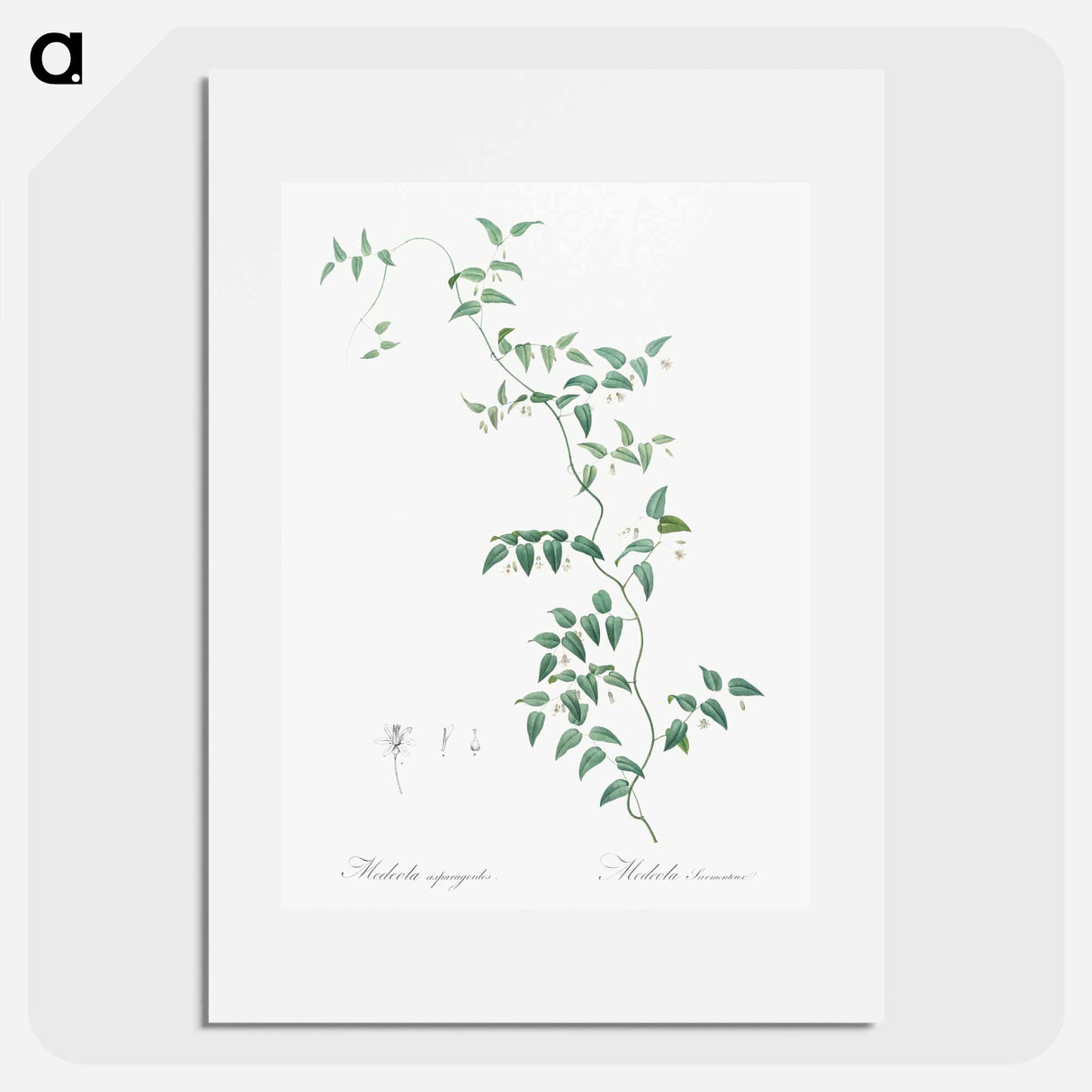 Bridal creeper illustration - Pierre Joseph Redouté Poster.
