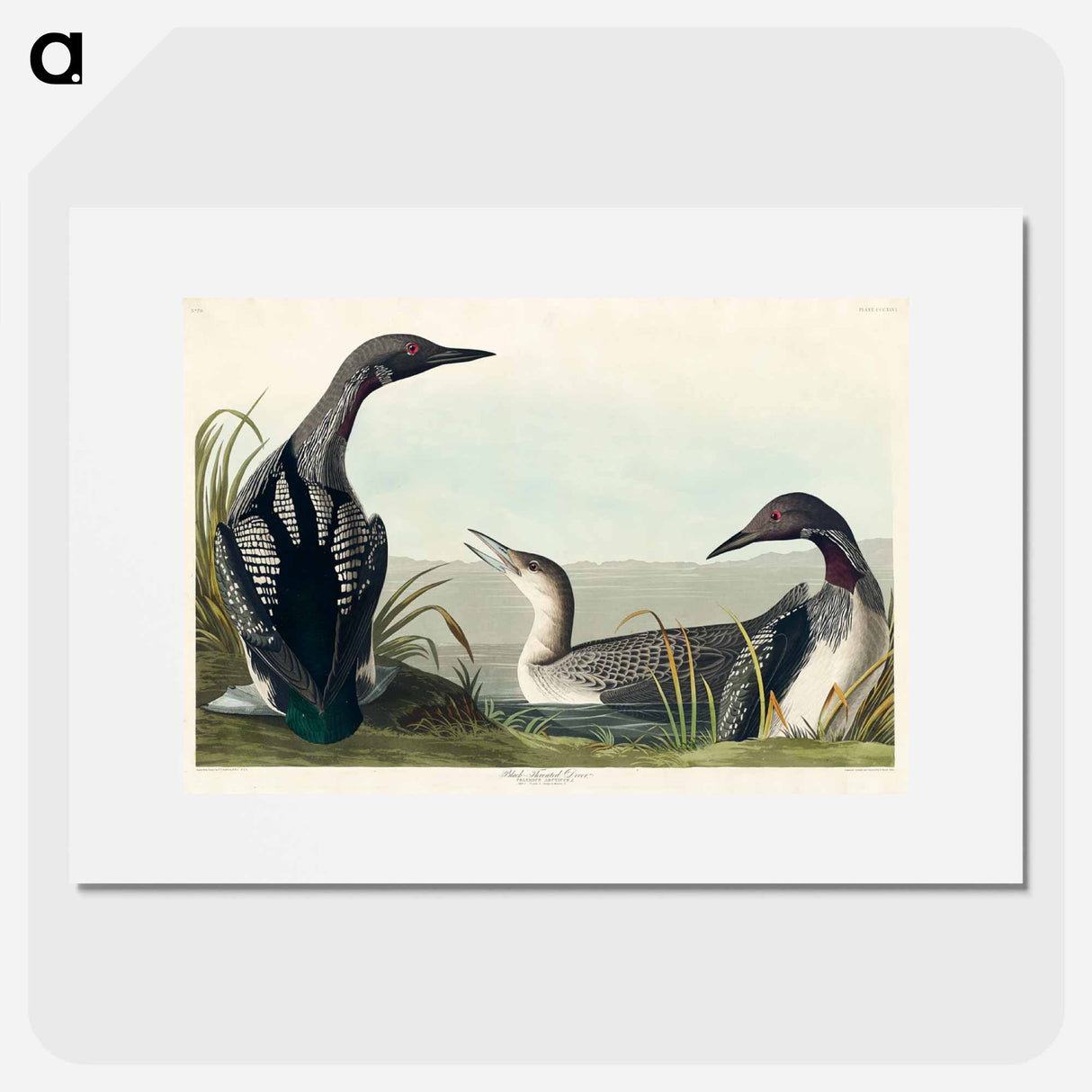 アートポスター-Black-Throated Diver
- アメリカの鳥たち Poster.