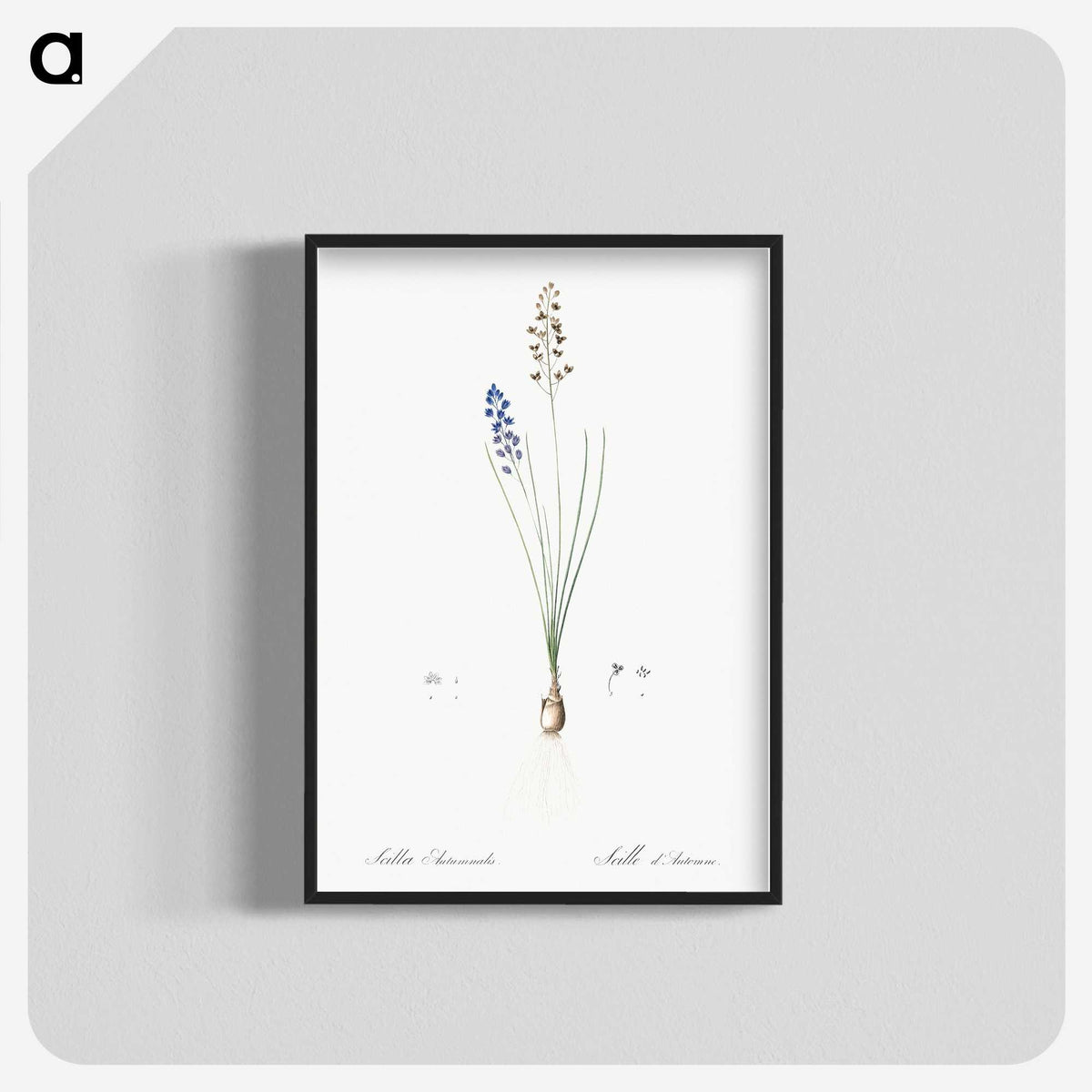 2-71_The-Lilies_blk-crop