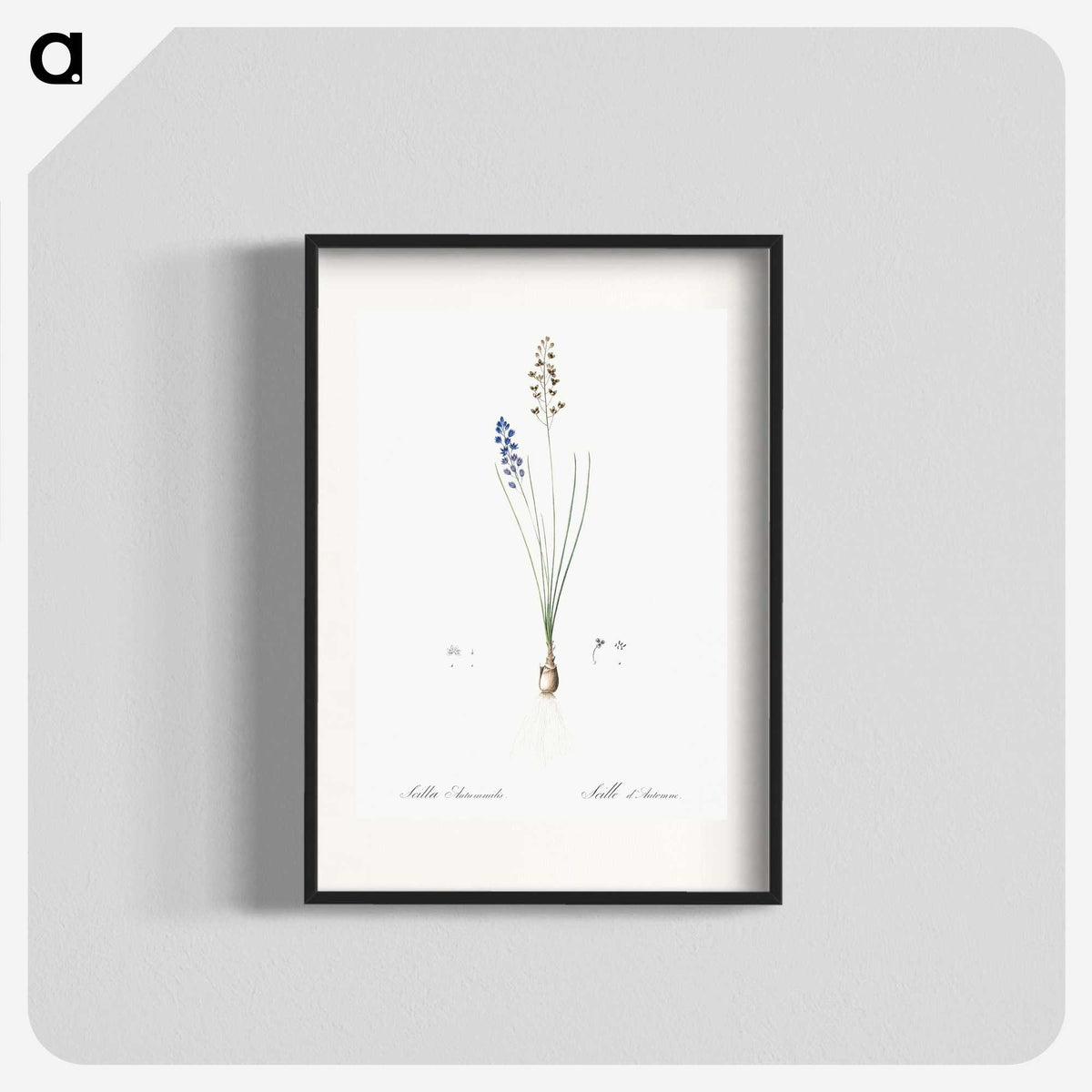 2-71_The-Lilies_blk