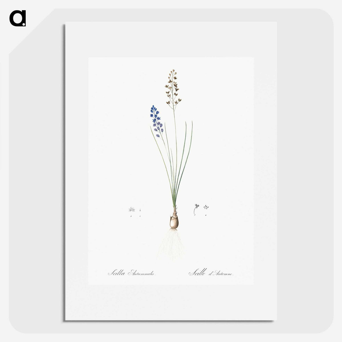 2-71_The-Lilies_picture