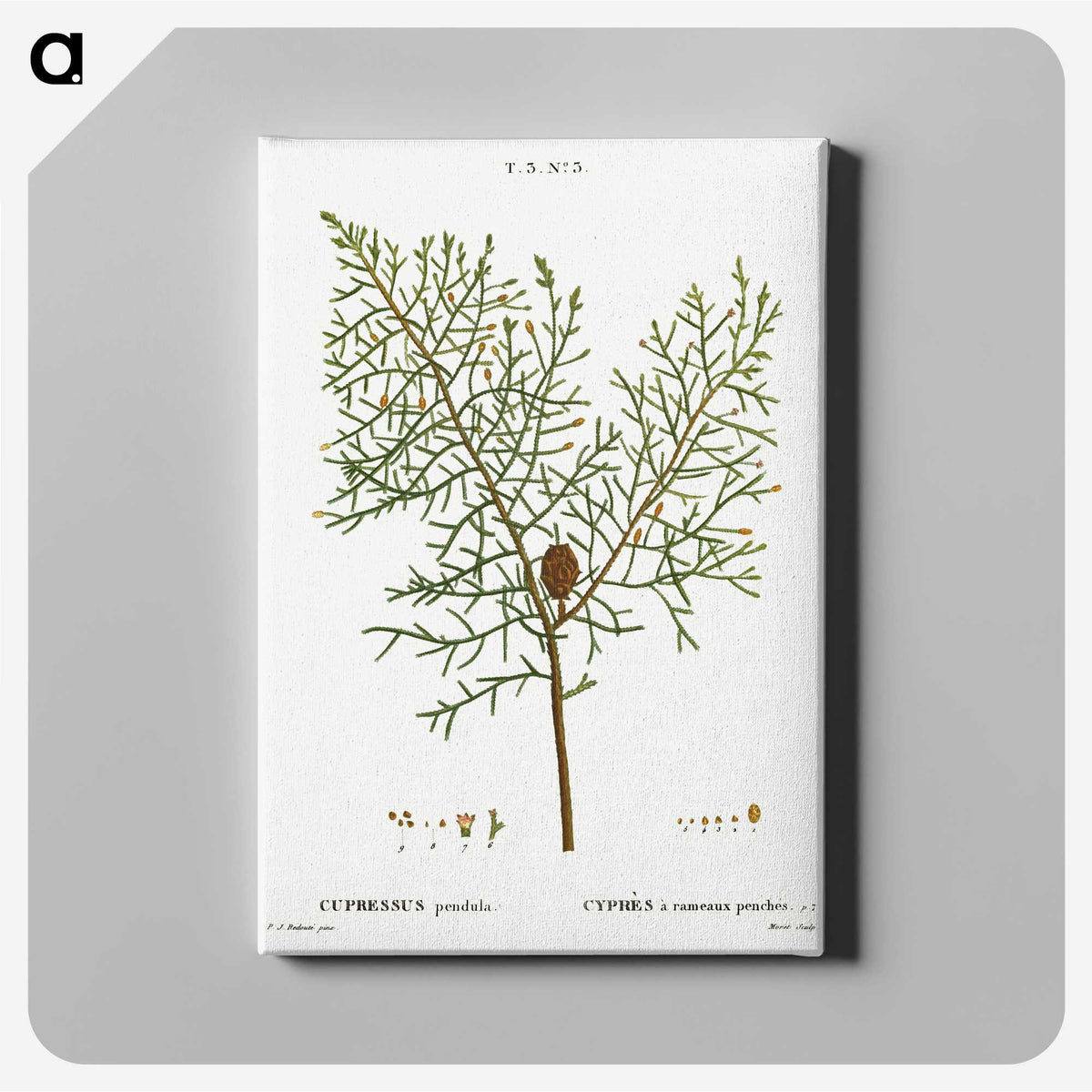 2-71_Treatise-on-Trees-and-Shrubs_canvas