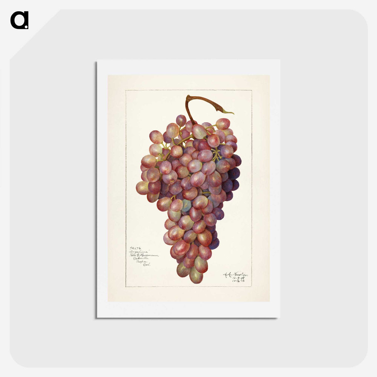 2-71_USDA-Watercolor-Fruit-Painting-Collection_hagaki