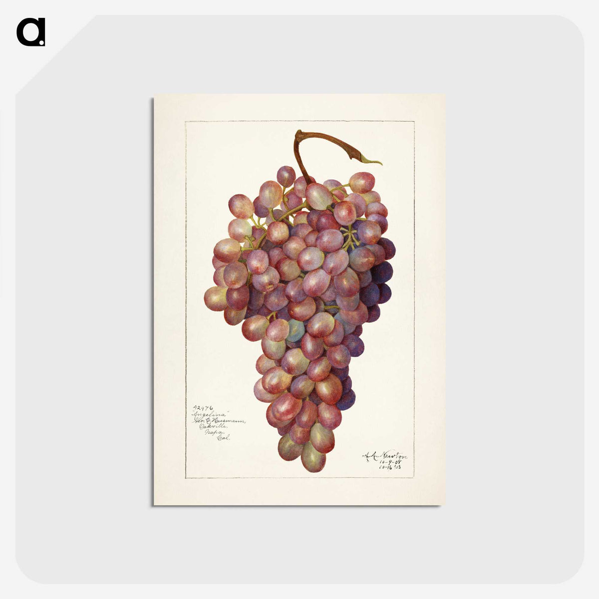 2-71_USDA-Watercolor-Fruit-Painting-Collection_postcard
