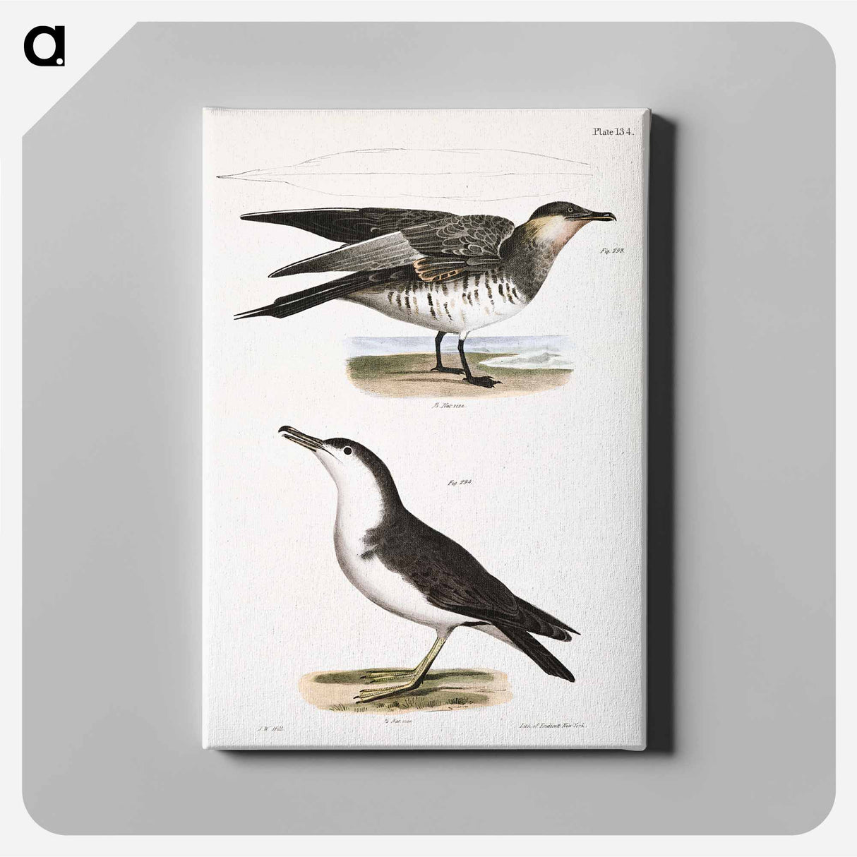 Richardson's Hawk Gull (Lestris richardsoni) 294. Little Shearwater (Puffinus cinereus) illustration from Zoology of New York by - ニューヨークの動物学 Canvas.