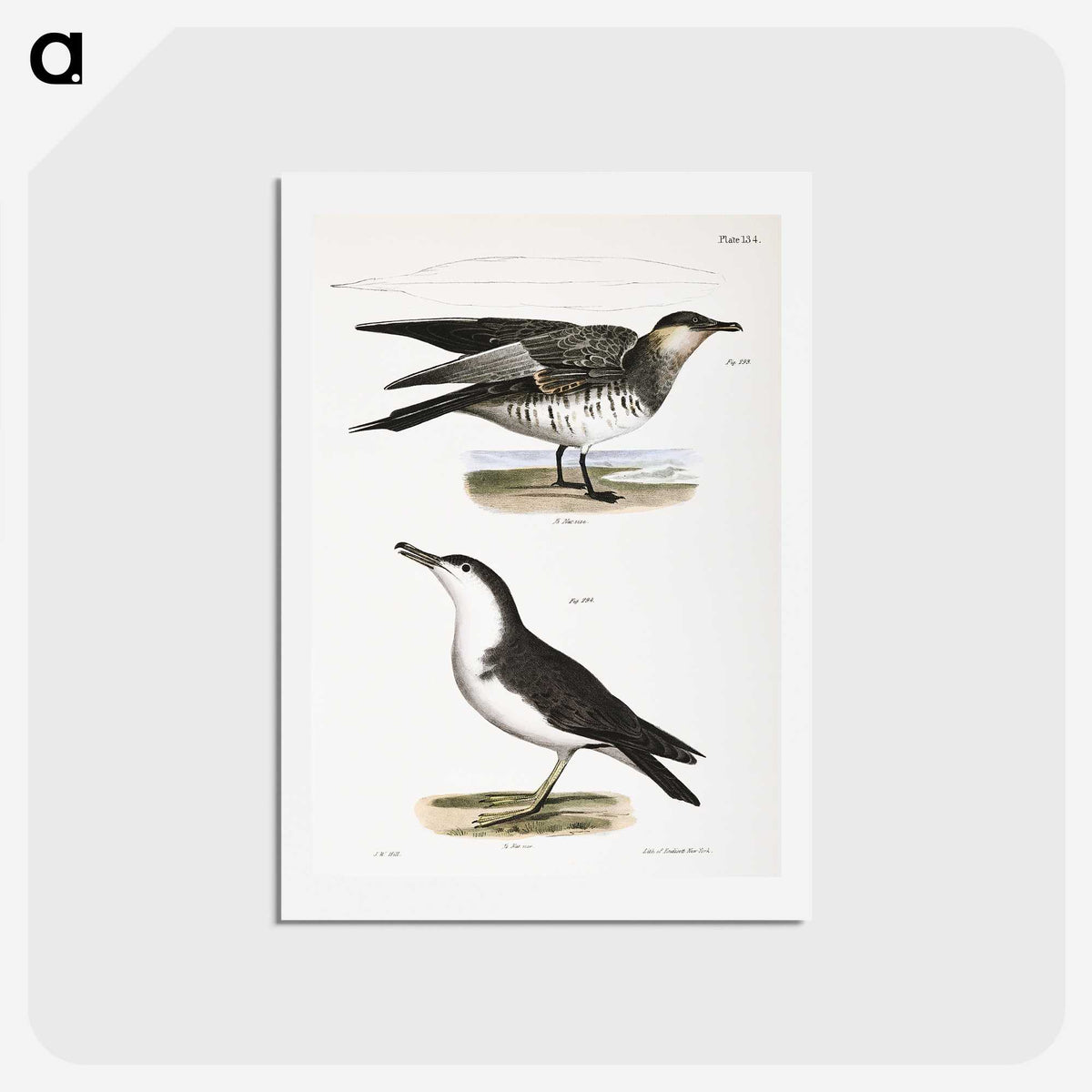 2-71_Zoology-of-New-York_hagaki