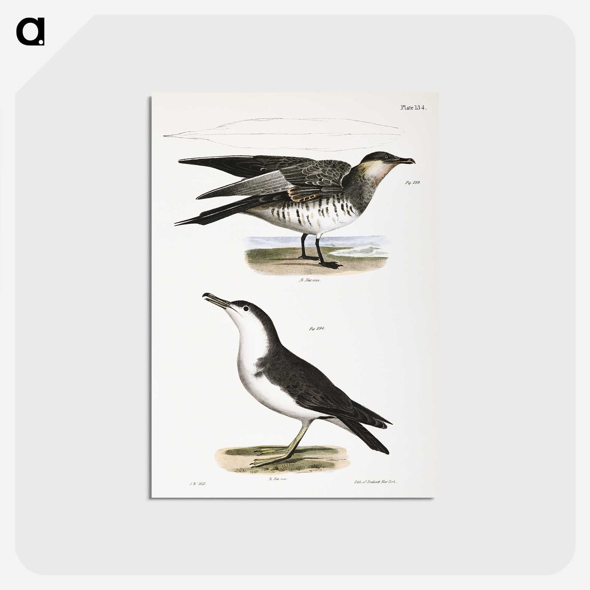 2-71_Zoology-of-New-York_postcard