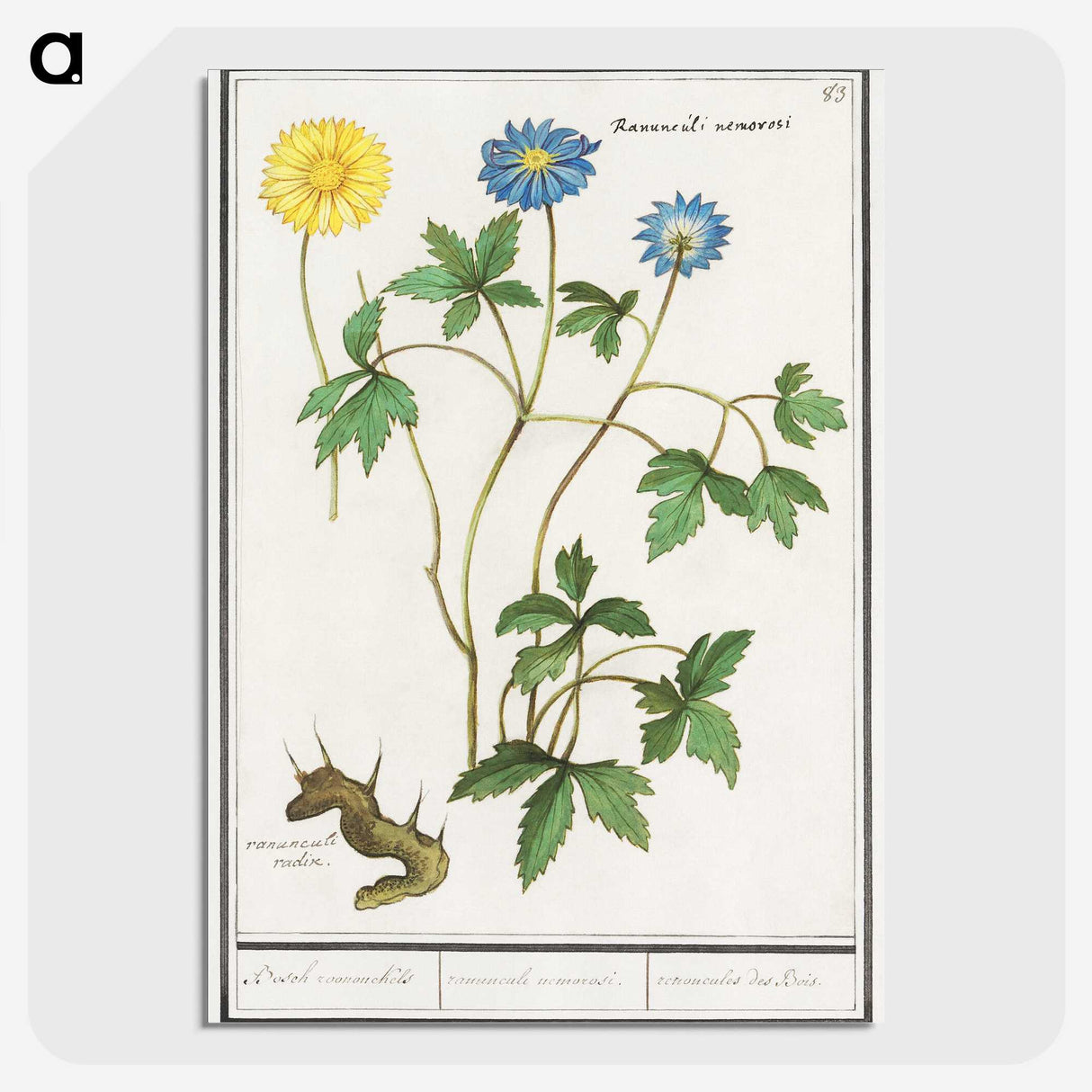 2-72_Anselmus-Boetius-de-Boodt_picture-crop