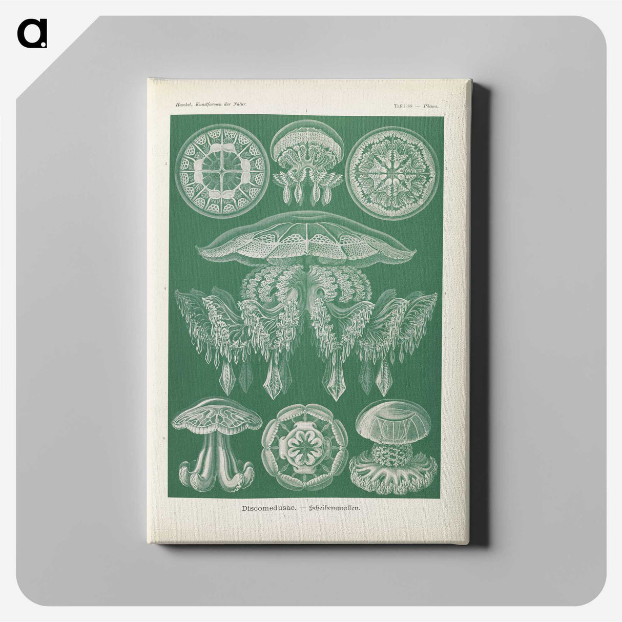 2-72_Ernst-Haeckel_canvas