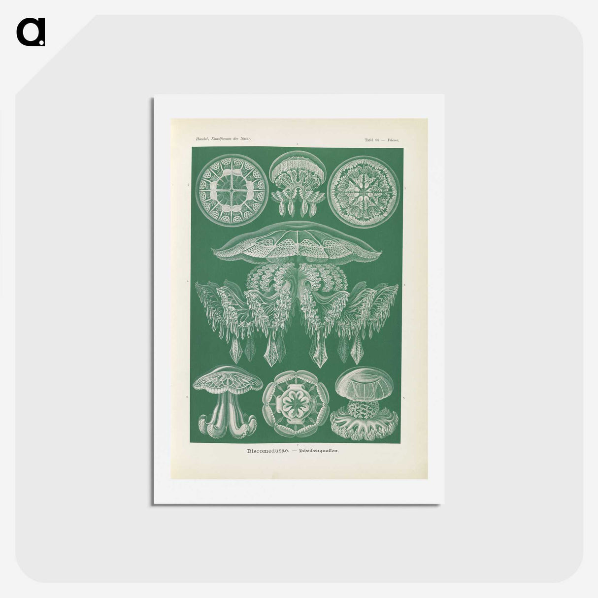 2-72_Ernst-Haeckel_hagaki