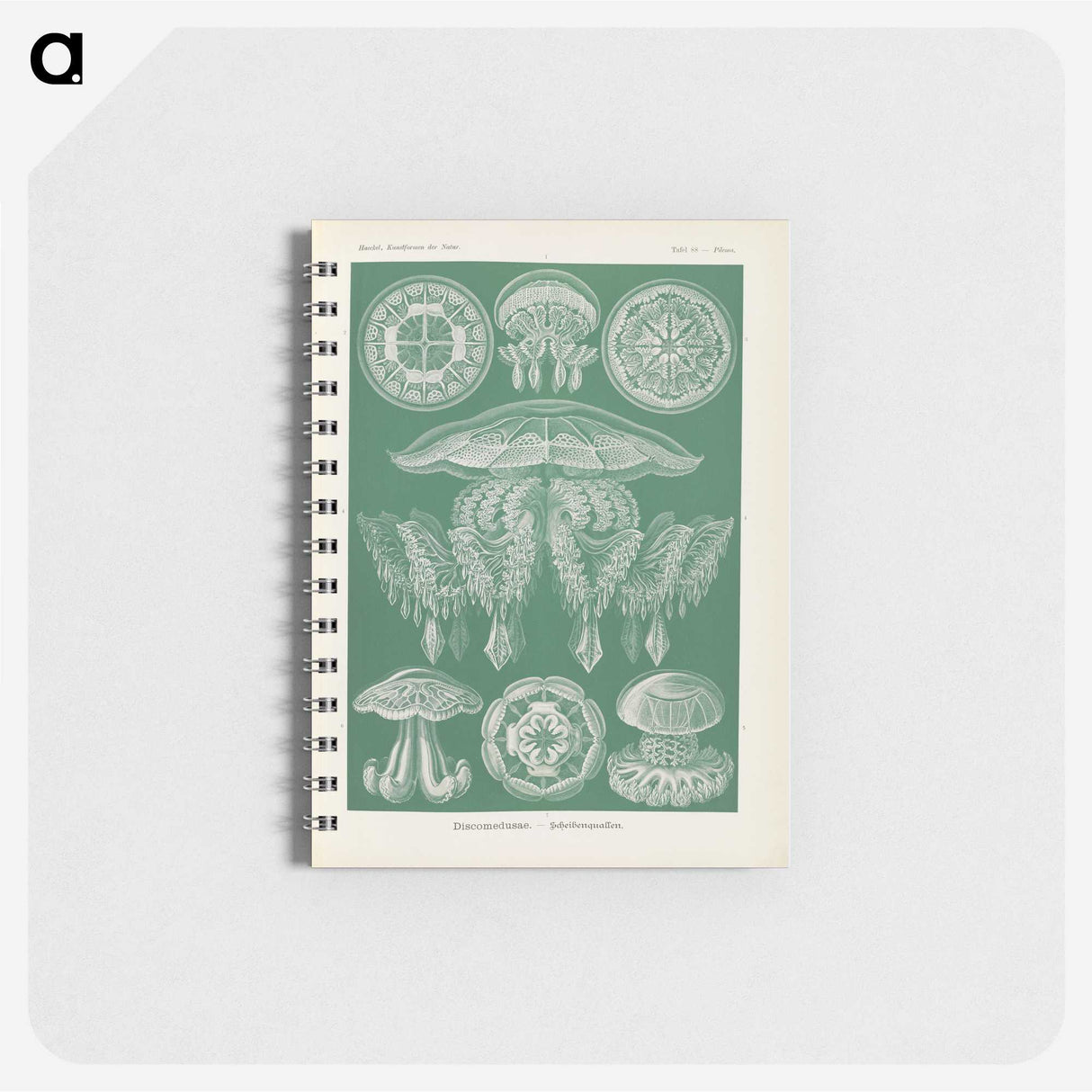 2-72_Ernst-Haeckel_memo