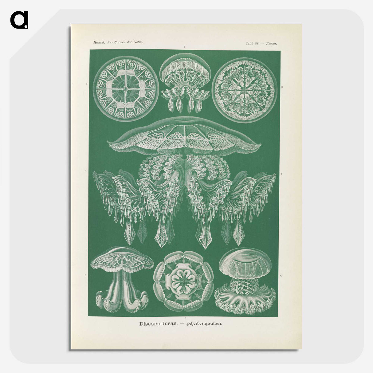 2-72_Ernst-Haeckel_picture-crop
