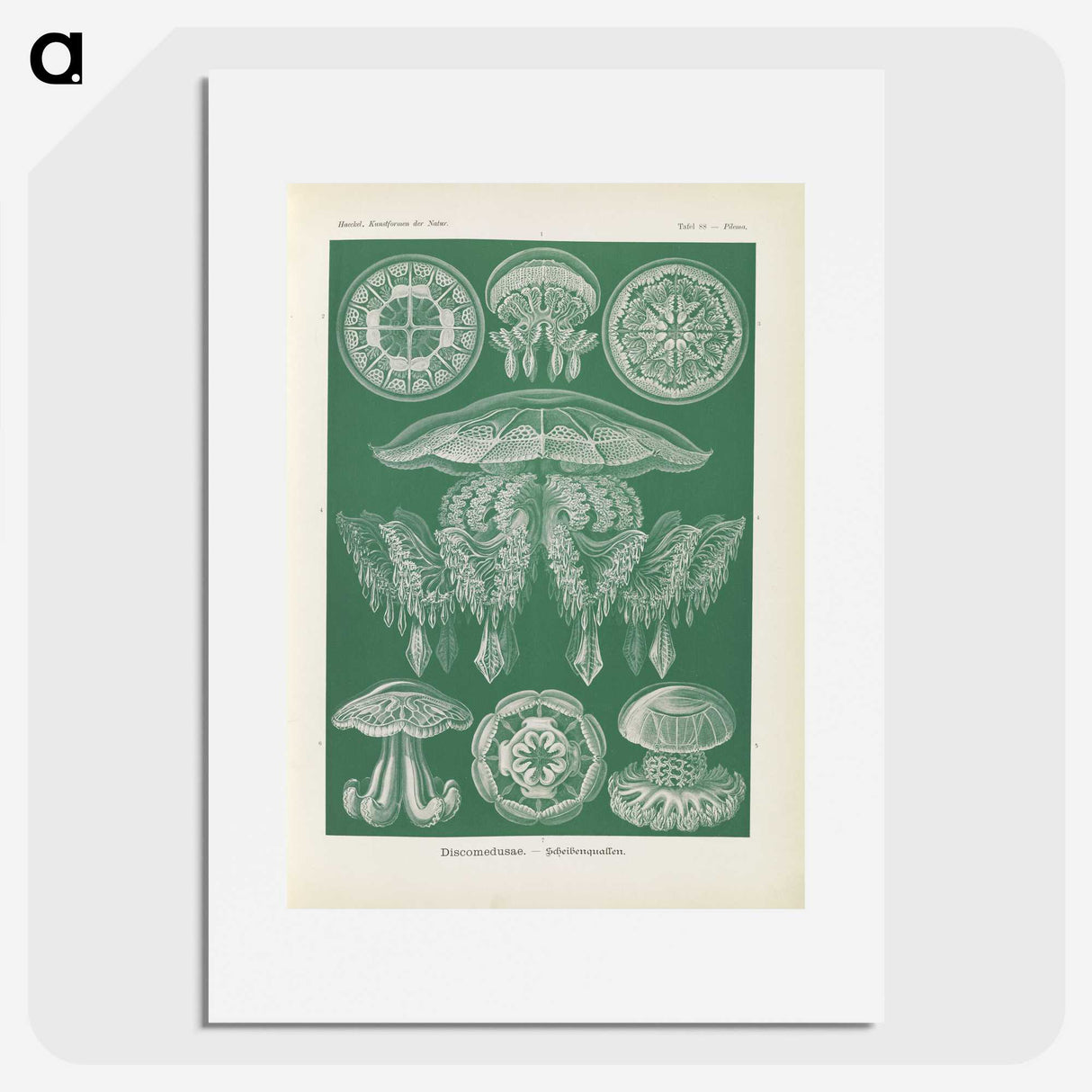 2-72_Ernst-Haeckel_picture