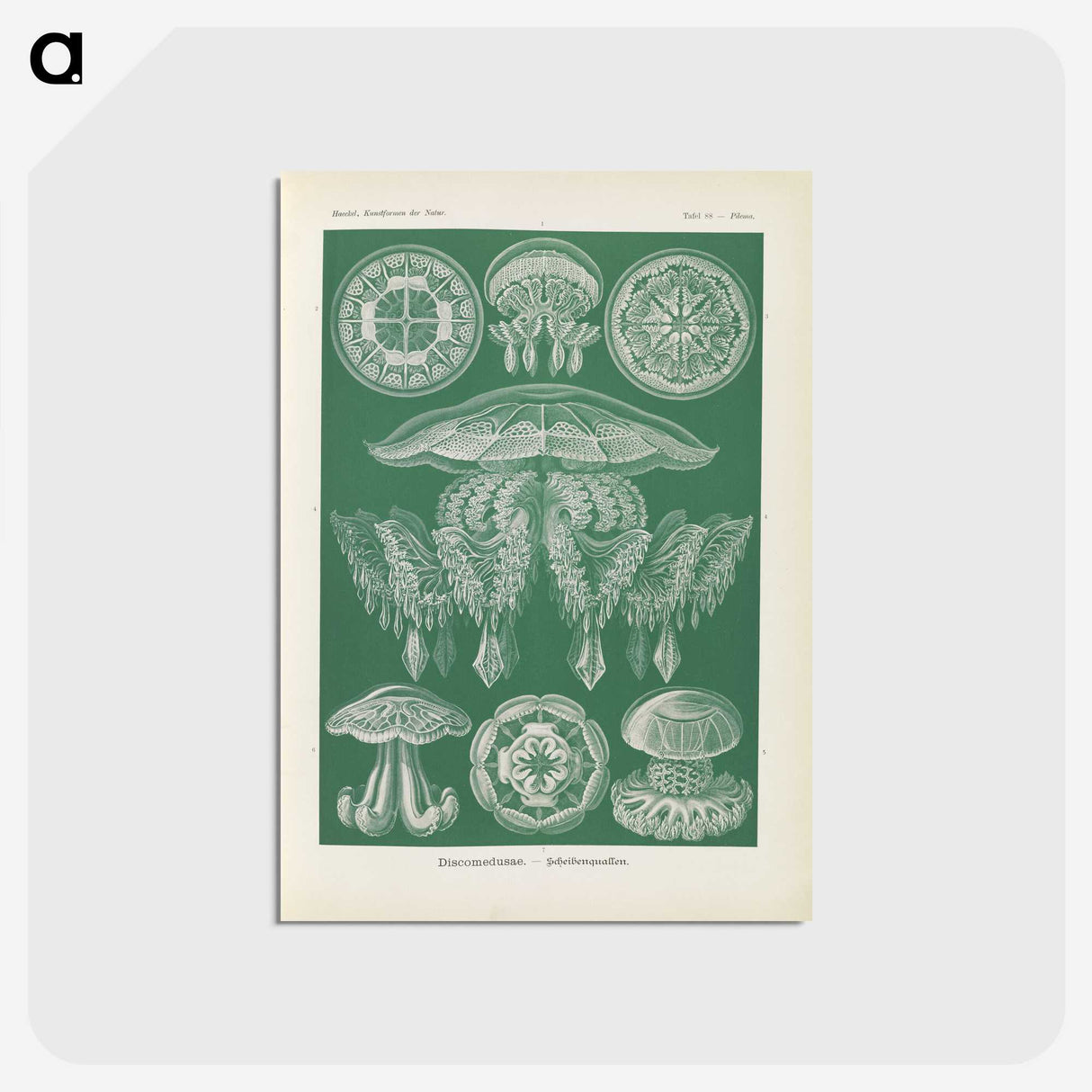 2-72_Ernst-Haeckel_postcard