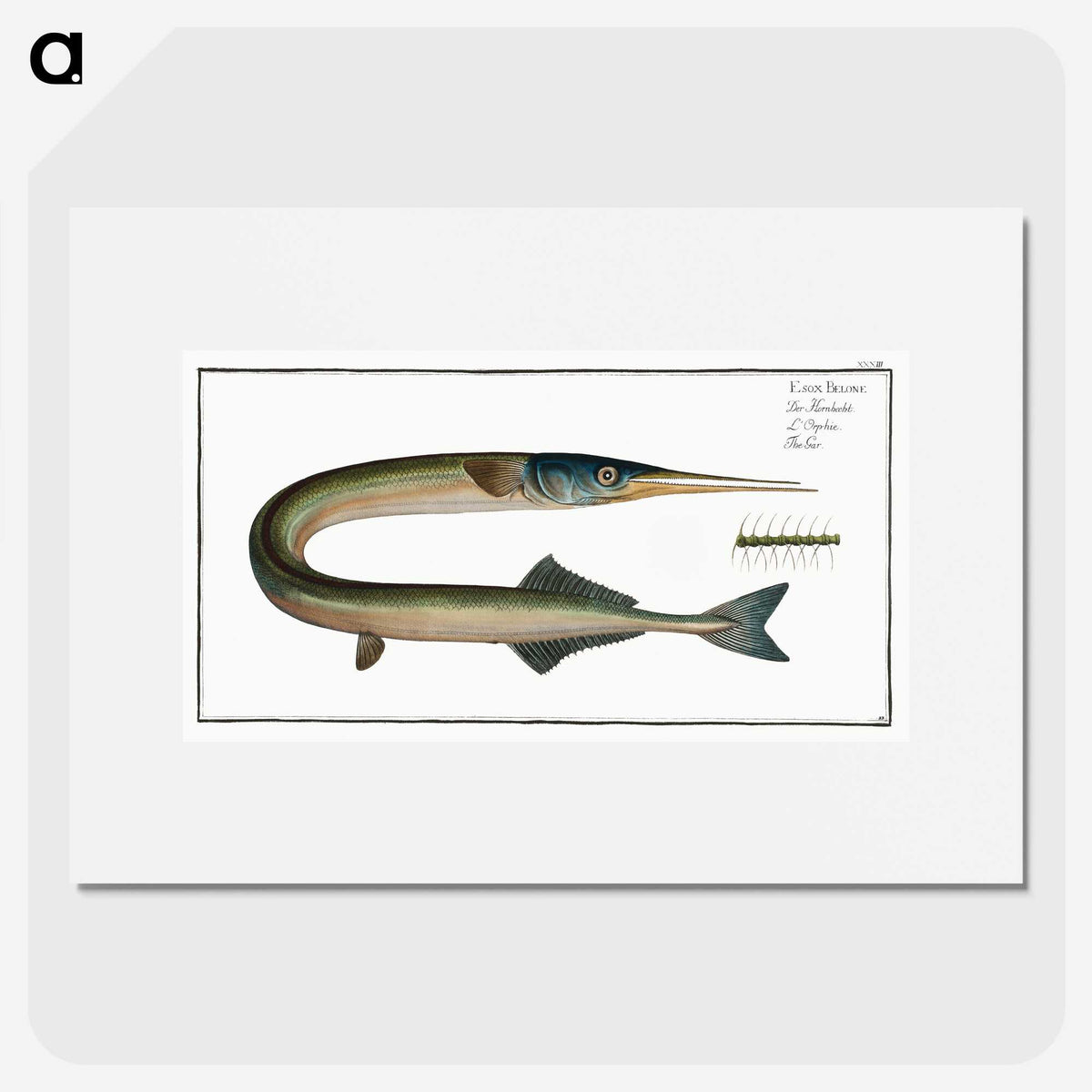 2-72_Ichtyologie-ou-Histoire-naturelle_picture