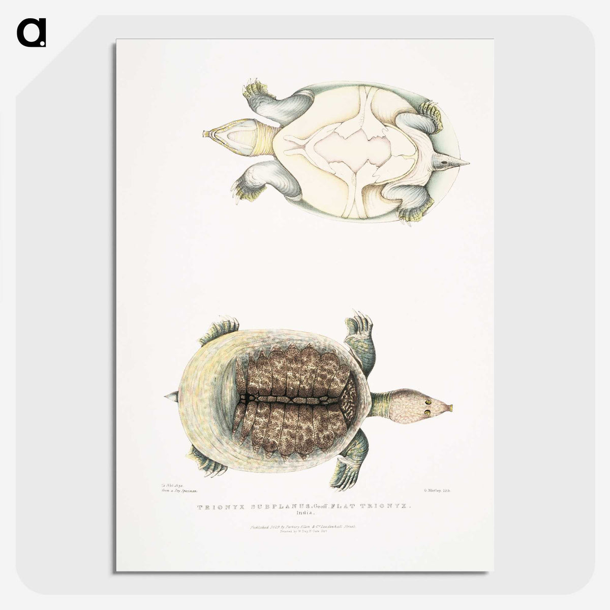 2-72_Indian-Zoology_picture-crop