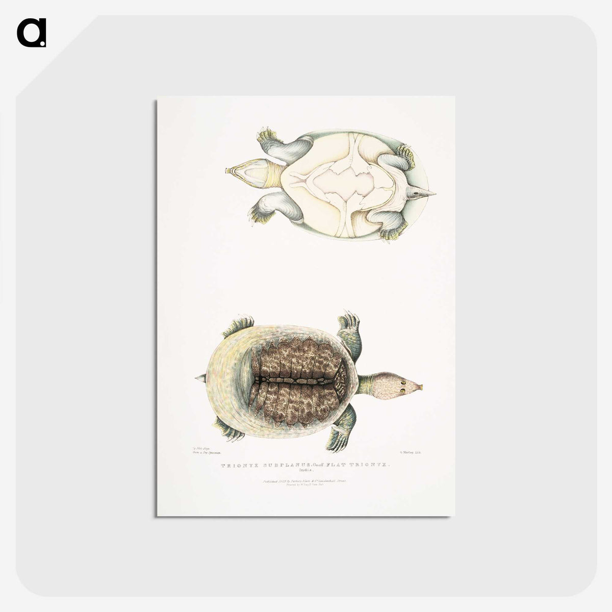 2-72_Indian-Zoology_postcard