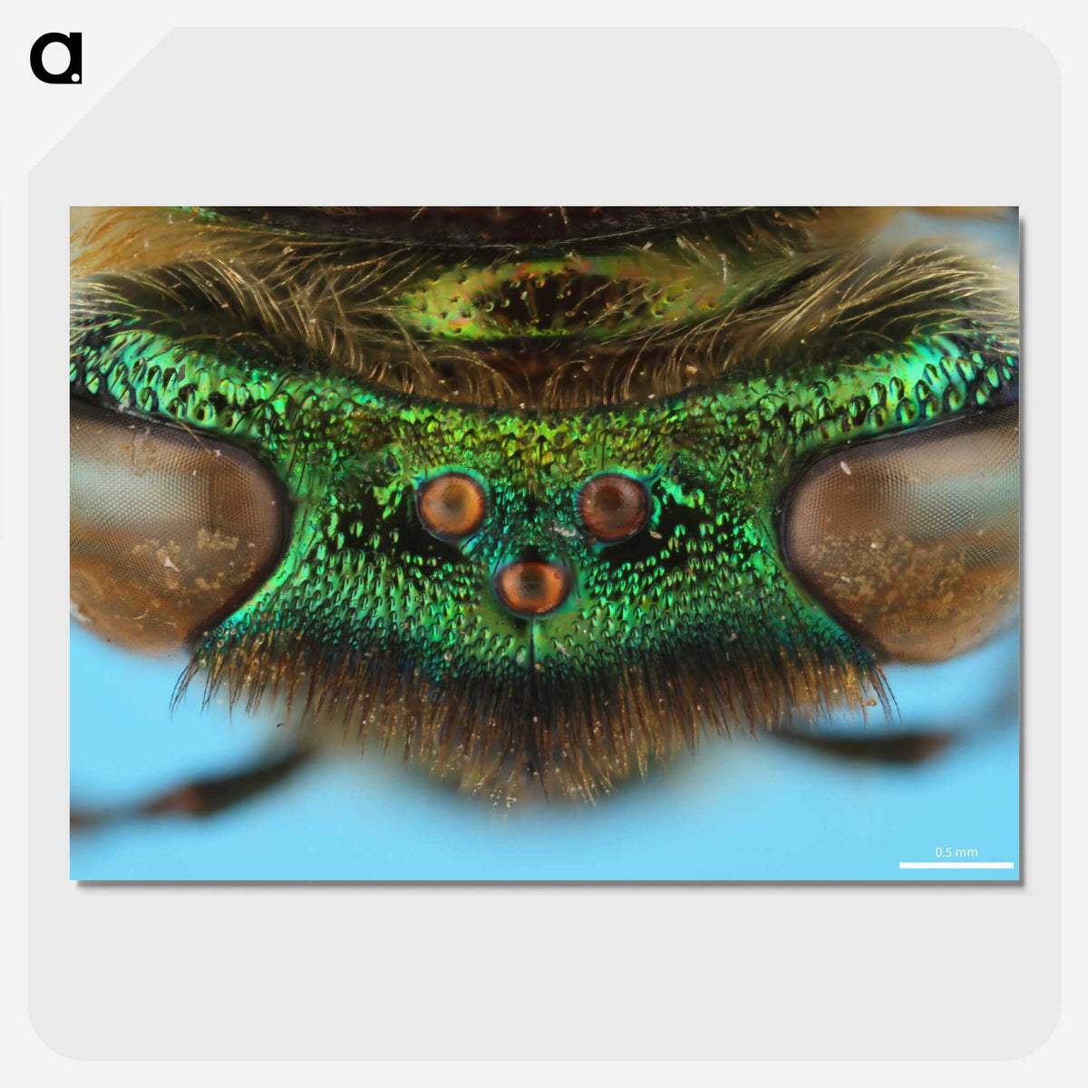 2-72_Insects-Unlocked-Project_picture-crop