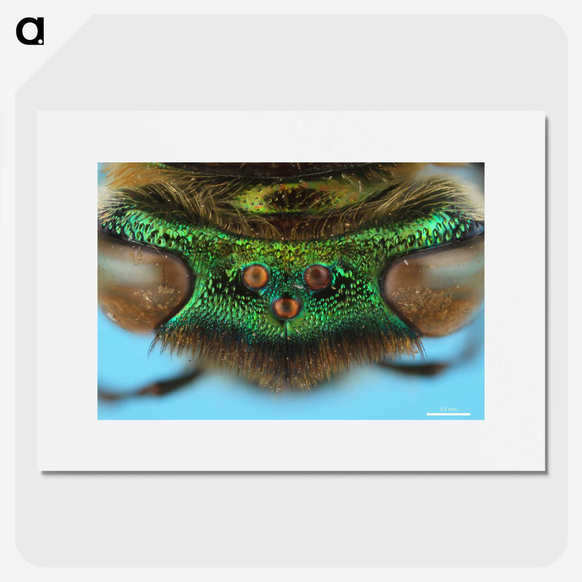 2-72_Insects-Unlocked-Project_picture
