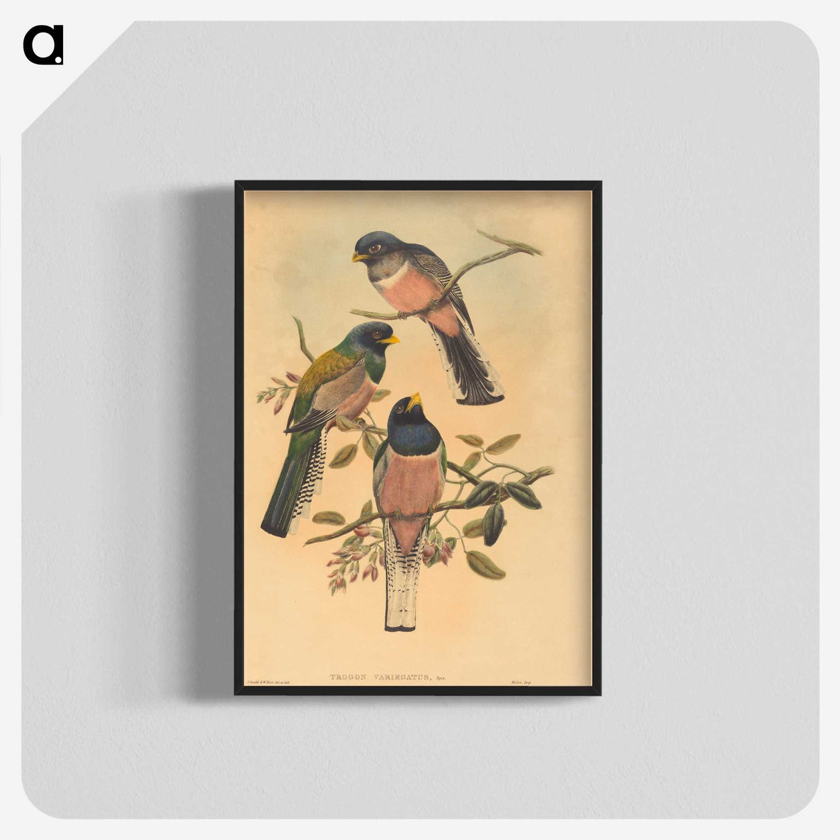 2-72_John-Gould_blk-crop