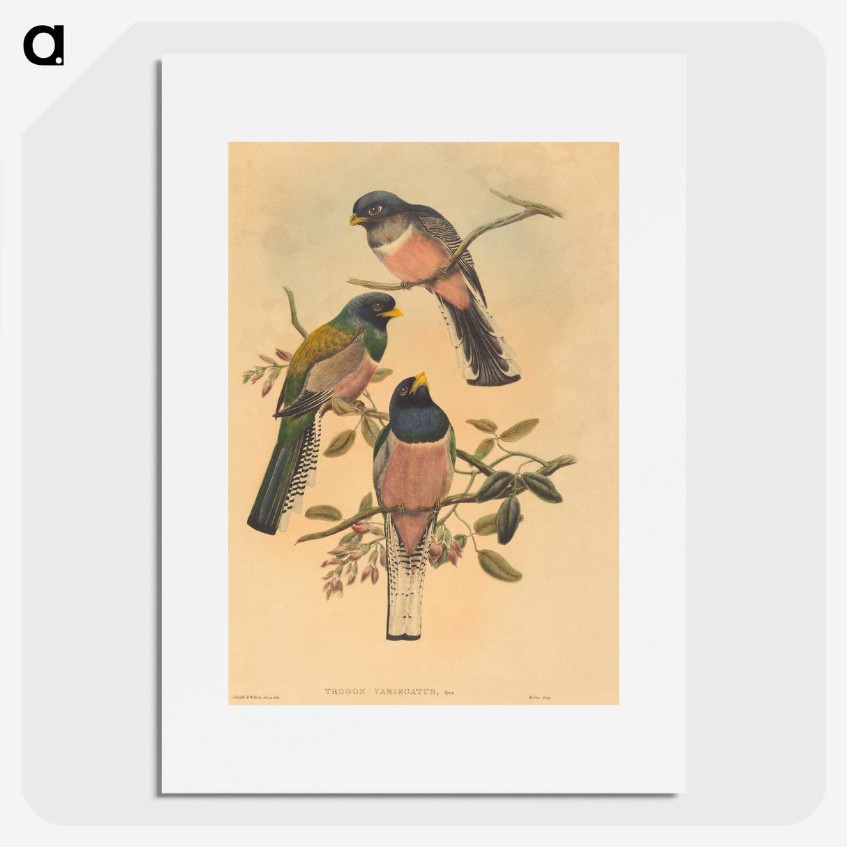 2-72_John-Gould_picture