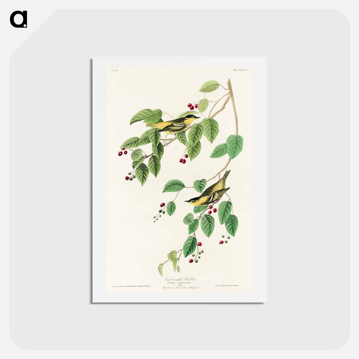 アートポストカード-Carbonated Warbler
- ジョン ジェームス オーデュボン Postcard.