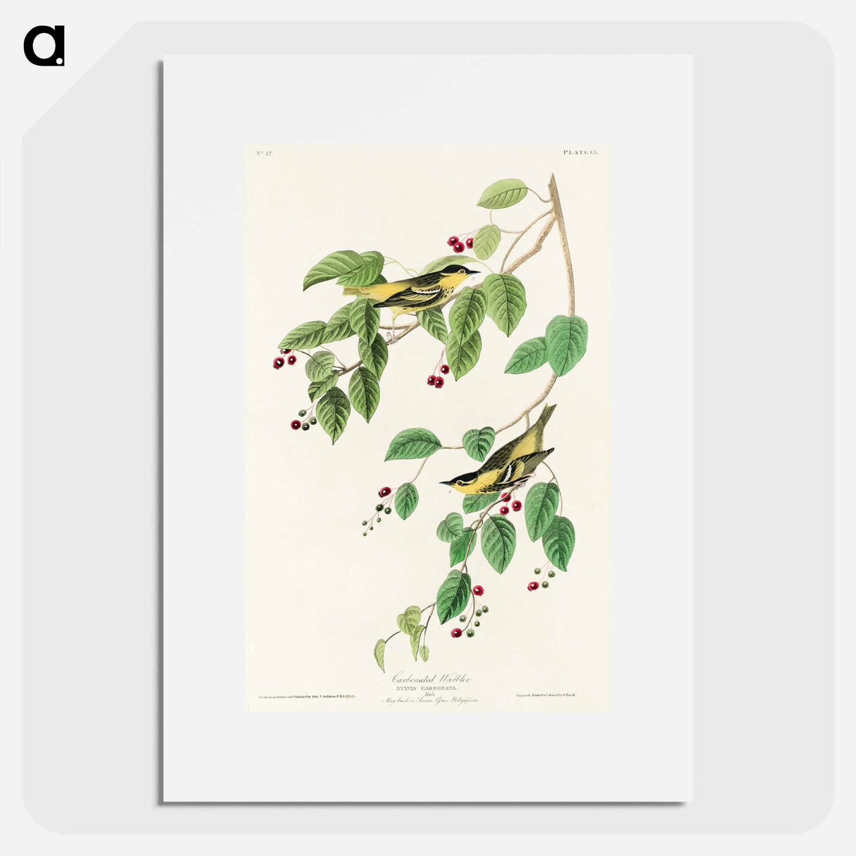 アートポスター-Carbonated Warbler
- ジョン ジェームス オーデュボン Poster.