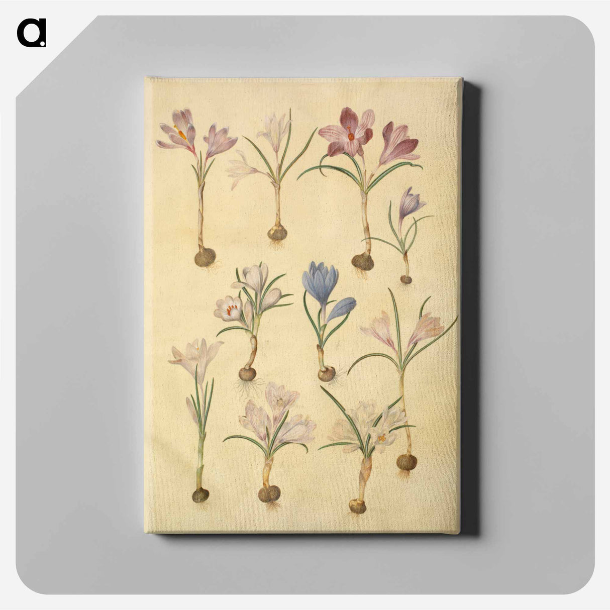 アートパネル-Crocus Vernus
- マリア ジビーラ メーリアン Canvas.