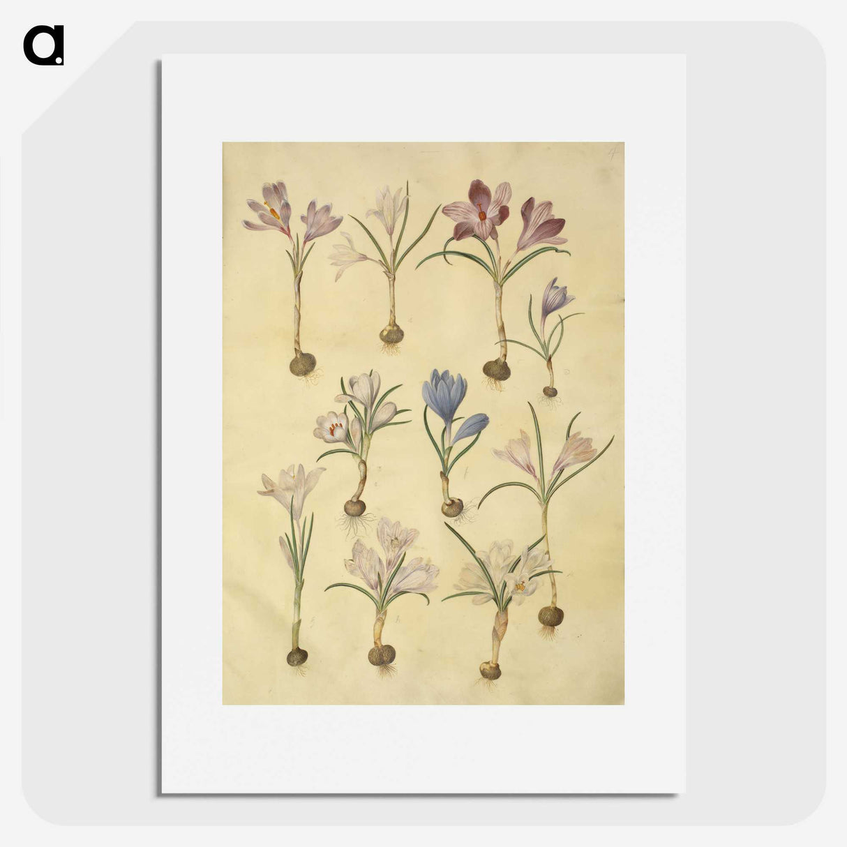 2-72_Maria-Sibylla-Merian_picture