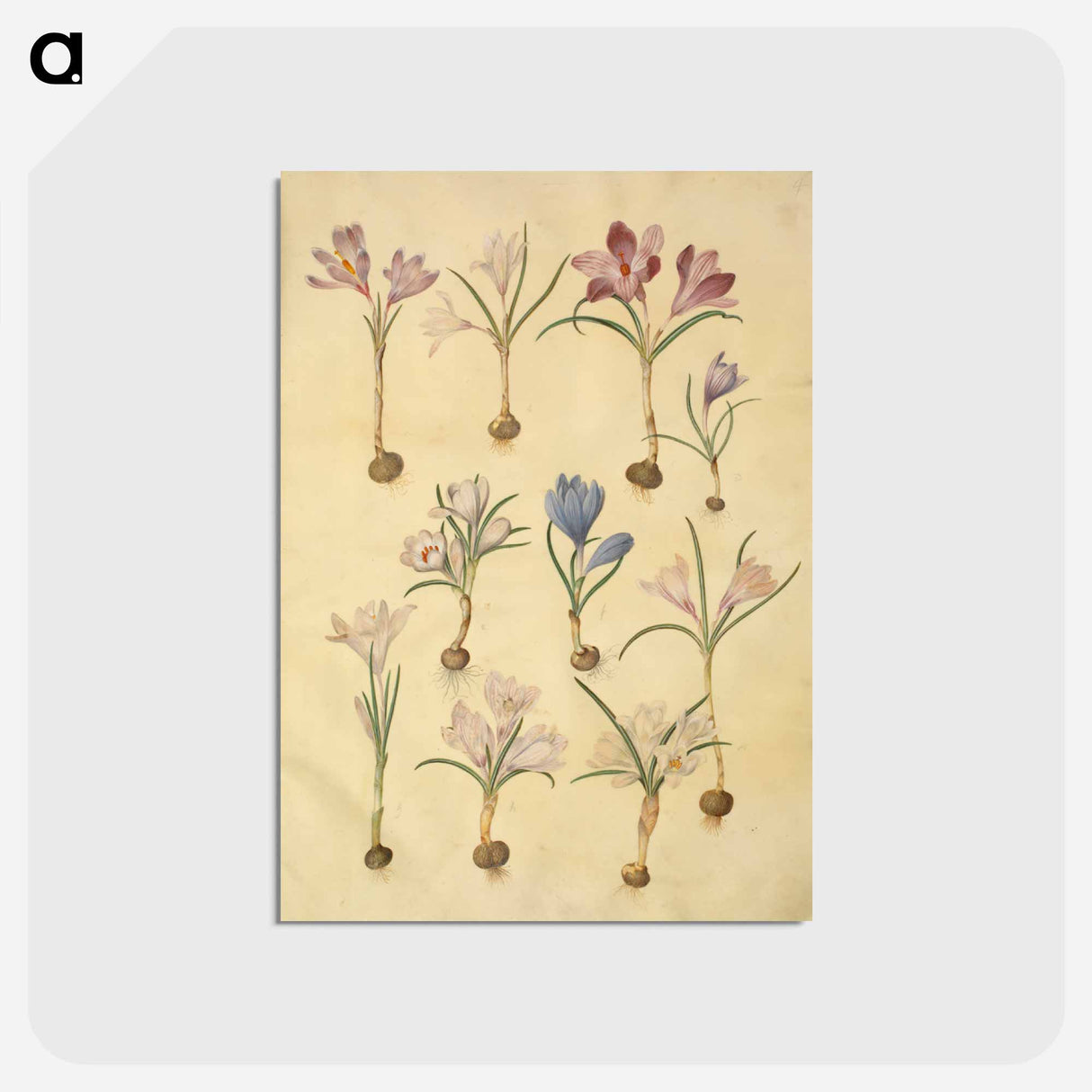 アートポストカード-Crocus Vernus
- マリア ジビーラ メーリアン Postcard.