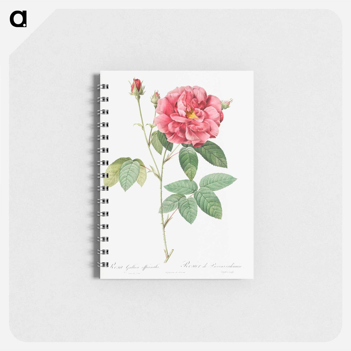 French Rose - ピエール ジョゼフ ルドゥーテ Memo.