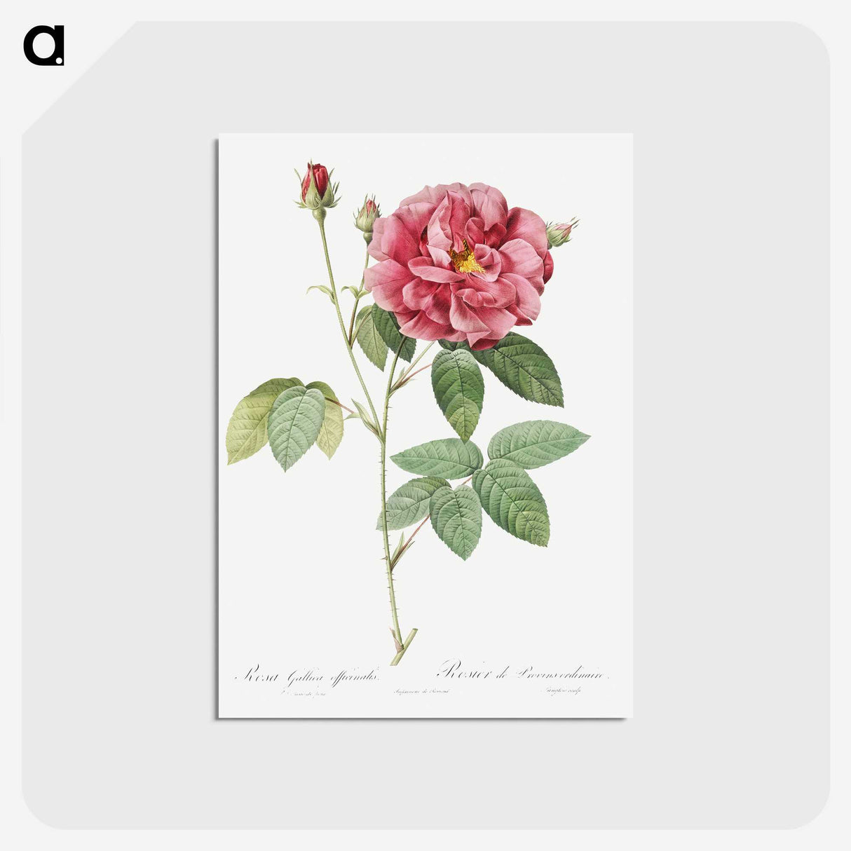 2-72_Pierre-Joseph-Redoute_postcard