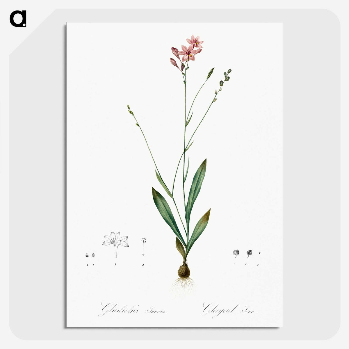 2-72_The-Lilies_picture-crop