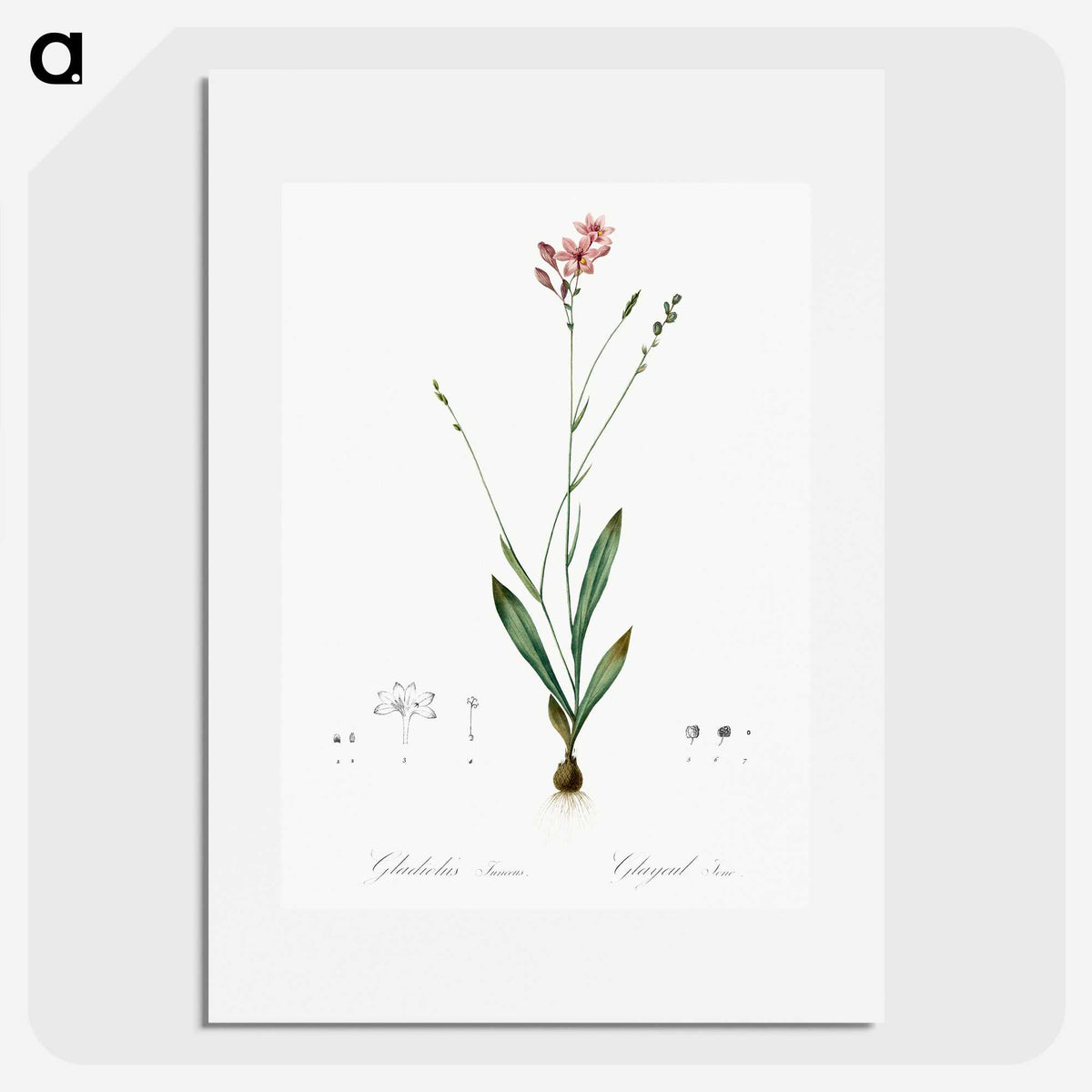 2-72_The-Lilies_picture