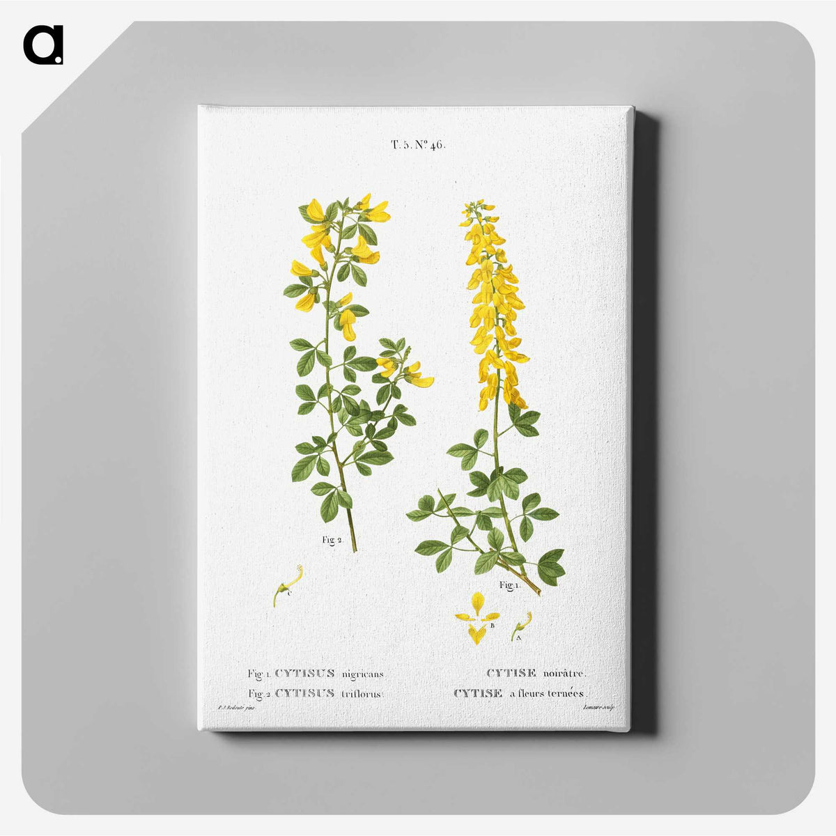 2-72_Treatise-on-Trees-and-Shrubs_canvas