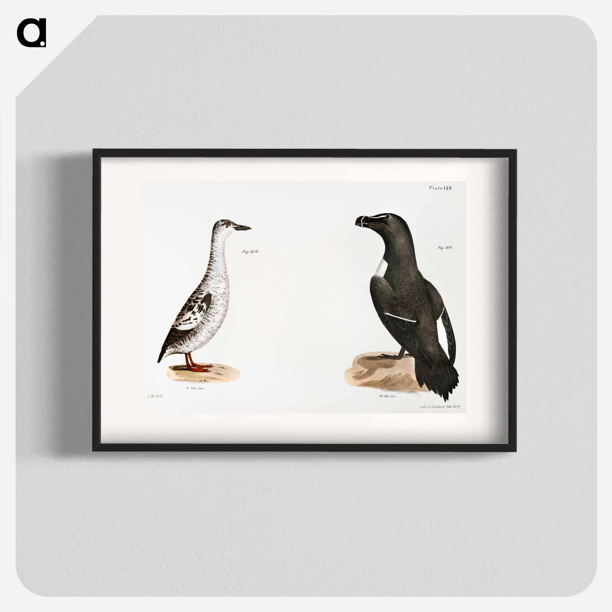 Black Guillemot (Uria grylle) Razorbill (Alca torda) illustration from Zoology of New York by James Ellsworth De Kay - Zoology of New York Poster.