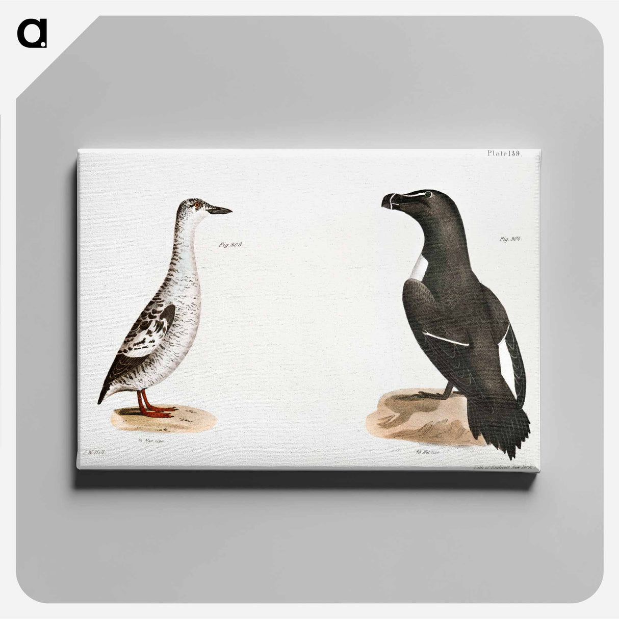 Black Guillemot (Uria grylle) Razorbill (Alca torda) illustration from Zoology of New York by James Ellsworth De Kay - Zoology of New York Canvas.