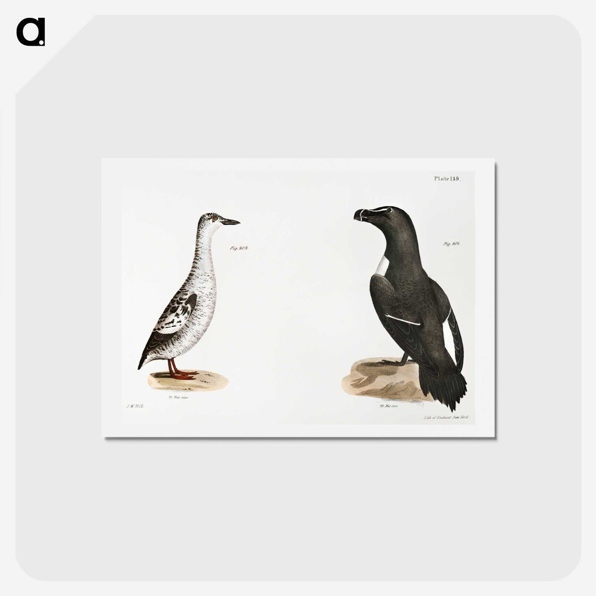 2-72_Zoology-of-New-York_hagaki