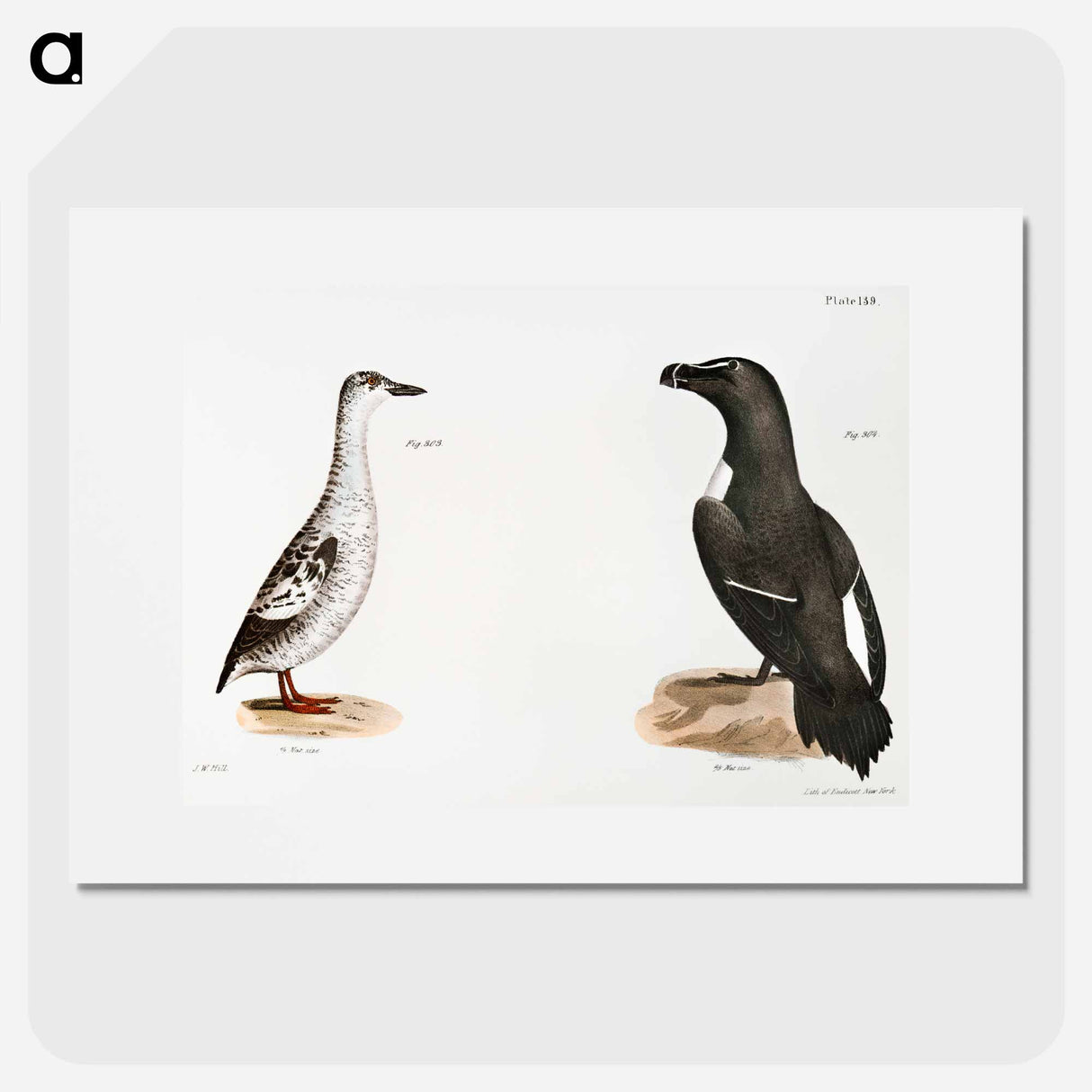 Black Guillemot (Uria grylle) Razorbill (Alca torda) illustration from Zoology of New York by James Ellsworth De Kay - Zoology of New York Poster.