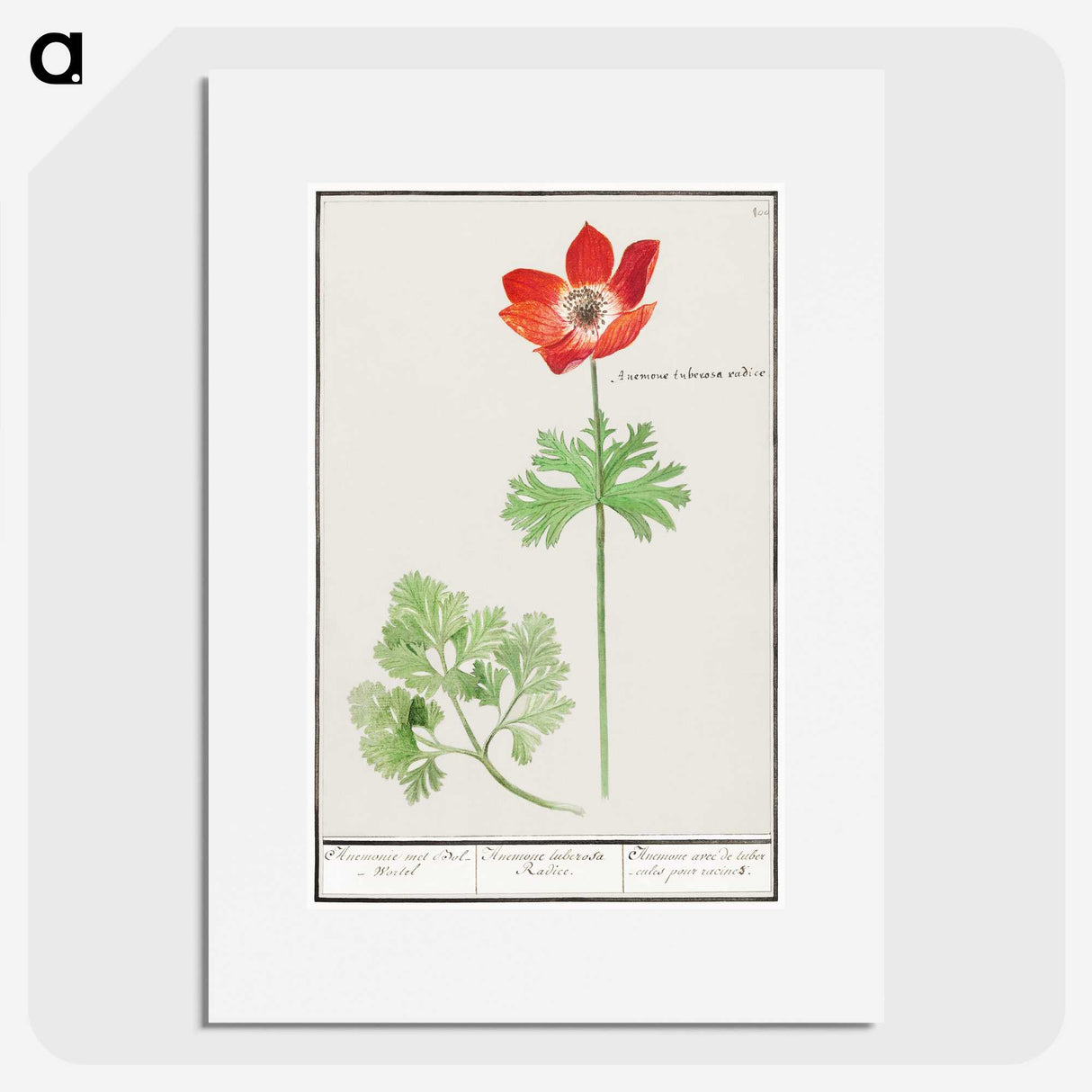 2-73_Anselmus-Boetius-de-Boodt_picture