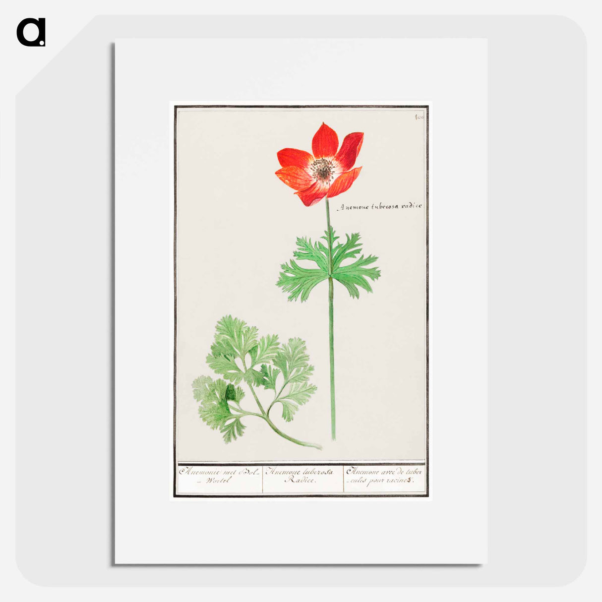 アートポスター-Anemoon, Anemone - アンセルムス ボエティウス デ ブート Poster.