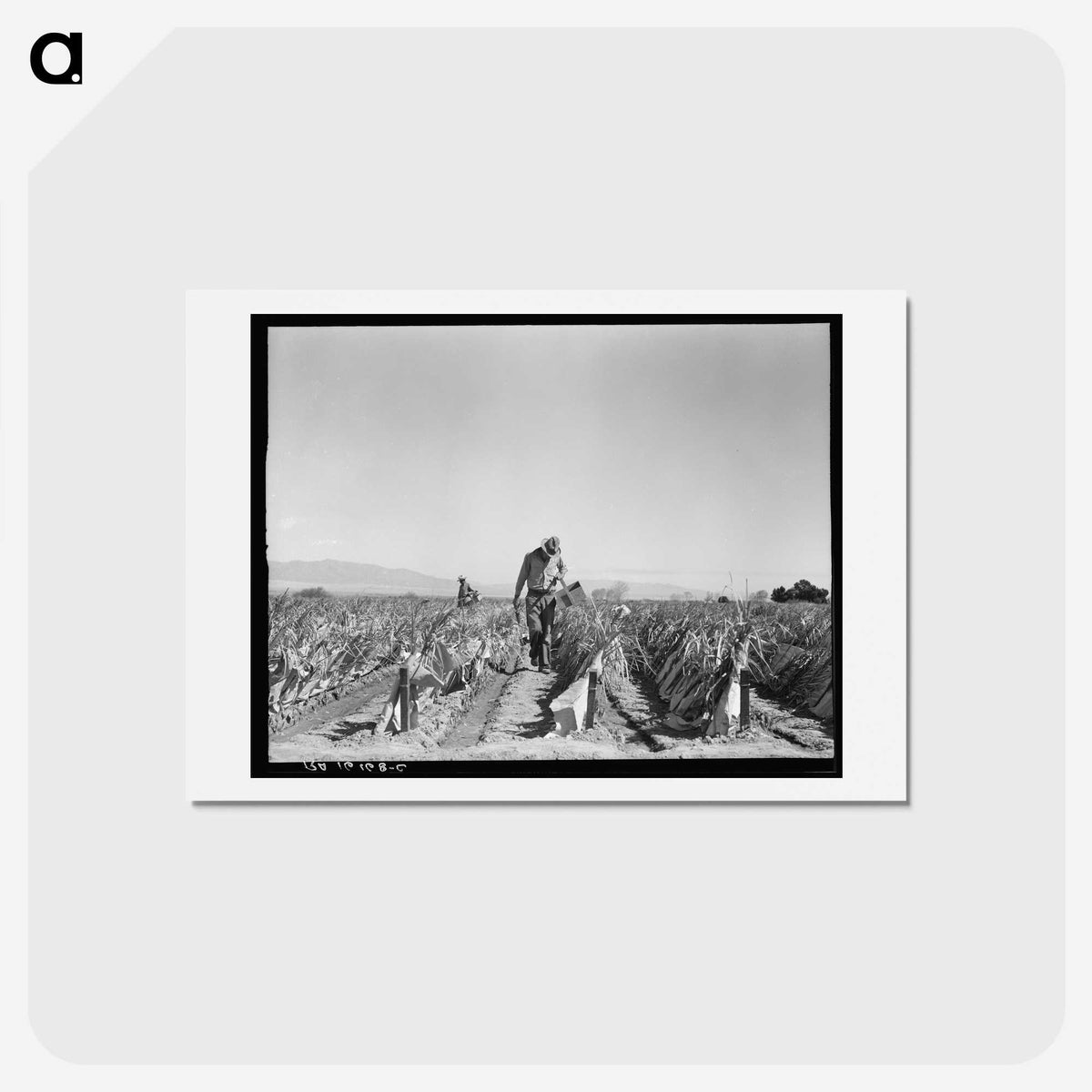 2-73_Dorothea-Lange_hagaki